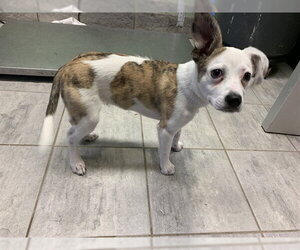 Australian Shepherd-Unknown Mix Dogs for adoption in Grand Prairie, TX, USA