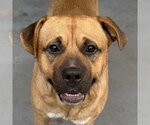 Chief - Male Mutt Dog for Adoption - Small photo