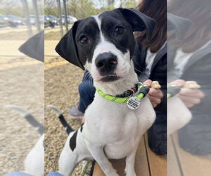 Jack Russell Terrier-Pointer Mix Dogs for adoption in Greenbelt, MD, USA