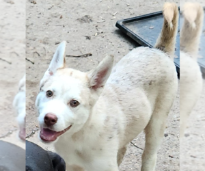 Australian Shepherd-Huskies Mix Dogs for adoption in Decatur, GA, USA