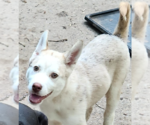 Small Australian Shepherd-Huskies Mix