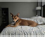 Small #2 Basenji Mix