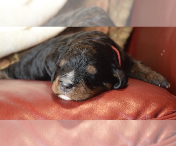 Medium Photo #3 Bernedoodle Puppy For Sale in OMAHA, NE, USA