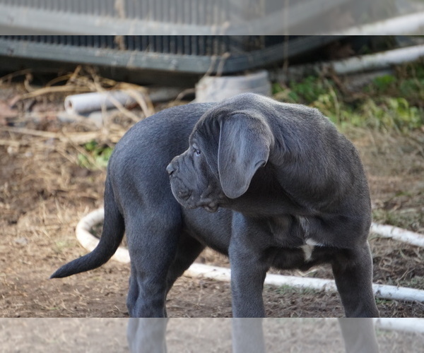 Medium Photo #5 Cane Corso Puppy For Sale in COLONIAL HEIGHTS, VA, USA