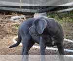 Small Photo #5 Cane Corso Puppy For Sale in COLONIAL HEIGHTS, VA, USA