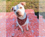 Small #6 American Bulldog Mix