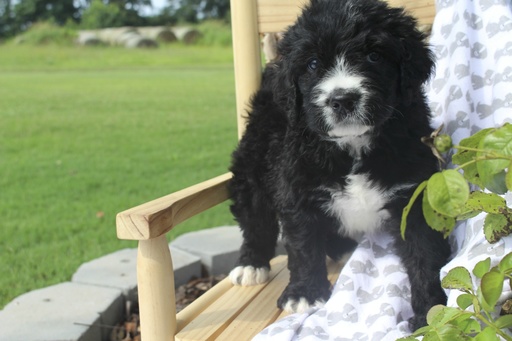 Medium Photo #1 Bernedoodle Puppy For Sale in ATHENS, AL, USA