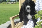 Small Photo #1 Bernedoodle Puppy For Sale in ATHENS, AL, USA