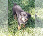 Small Photo #8 Rottweiler Puppy For Sale in PASADENA, TX, USA