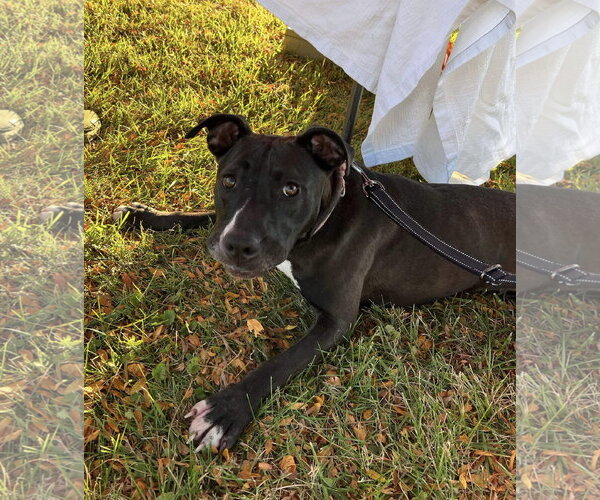Medium Photo #27 American Pit Bull Terrier-Unknown Mix Puppy For Sale in Germantown, OH, USA