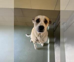 Labrador Retriever-Unknown Mix Dogs for adoption in Riverside, CA, USA