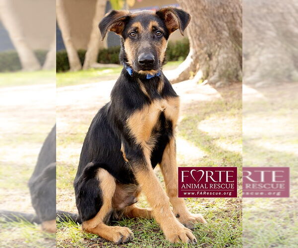 Medium Photo #4 German Shepherd Dog-Unknown Mix Puppy For Sale in Marina del Rey, CA, USA