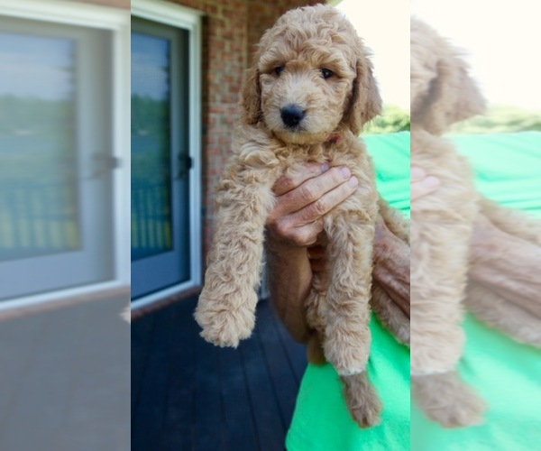 Medium Photo #1 Goldendoodle Puppy For Sale in CHAMPION, NC, USA