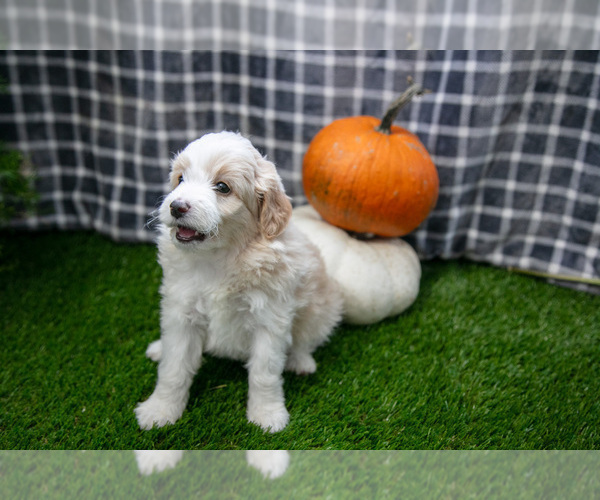Medium Photo #3 Aussiedoodle Miniature  Puppy For Sale in CLARE, MI, USA
