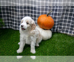 Small Photo #3 Aussiedoodle Miniature  Puppy For Sale in CLARE, MI, USA