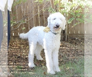 Father of the Goldendoodle puppies born on 11/26/2024