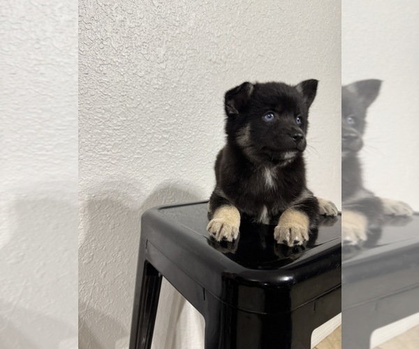 Medium Photo #1 Pomsky Puppy For Sale in DAVENPORT, FL, USA