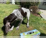Small #3 German Shorthaired Pointer