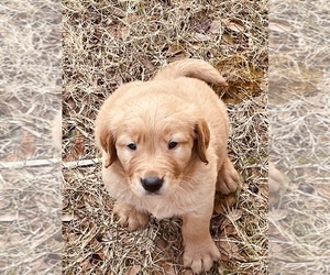Golden Retriever Puppy for sale in HUNTSVILLE, TX, USA
