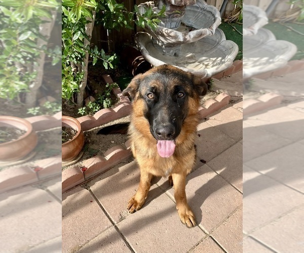 Medium Photo #12 German Shepherd Dog Puppy For Sale in HESPERIA, CA, USA
