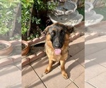 Small Photo #12 German Shepherd Dog Puppy For Sale in HESPERIA, CA, USA