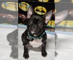 Small Photo #8 French Bulldog Puppy For Sale in Lake elsinore, CA, USA