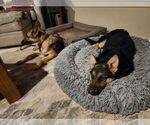 Small #26 German Shepherd Dog