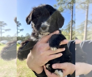 Aussiedoodle Puppy for sale in DOUGLAS, GA, USA