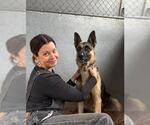 Small #2 German Shepherd Dog