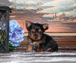 Puppy Ollie Yorkshire Terrier