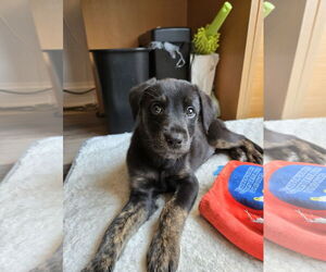 Aussiedor Dogs for adoption in Wheaton, IL, USA