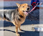 Small #3 German Shepherd Dog Mix