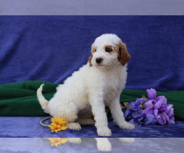 Medium Photo #1 Goldendoodle (Miniature) Puppy For Sale in NEW HOLLAND, PA, USA