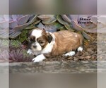 Small #13 Shih Tzu