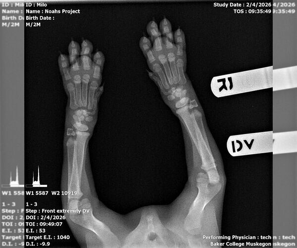 Medium Photo #2 American Bulldog-Unknown Mix Puppy For Sale in Muskegon, MI, USA