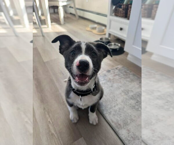 Medium Photo #1 Mutt Puppy For Sale in Oakhurst, NJ, USA