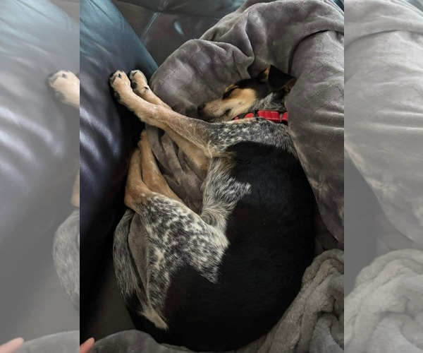 Medium Photo #7 Beagle-Unknown Mix Puppy For Sale in Westwood, NJ, USA