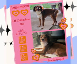 Lunamoon - Female Chihuahua-Unknown Mix Dog for Adoption - Photo #3