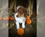 Small Photo #1 Australian Shepherd Puppy For Sale in HUME, MO, USA
