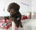Small Photo #1 Portuguese Water Dog Puppy For Sale in PARMA, ID, USA