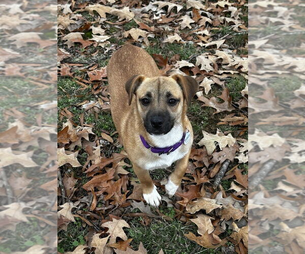 Medium Photo #3 Mutt Puppy For Sale in Boston, MA, USA