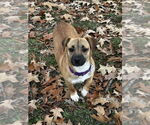 Small #2 Mutt