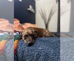Small Photo #12 American Pit Bull Terrier-Plott Hound Mix Puppy For Sale in Aurora, CO, USA