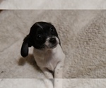 Puppy 3 Beagle-Cock-A-Poo Mix