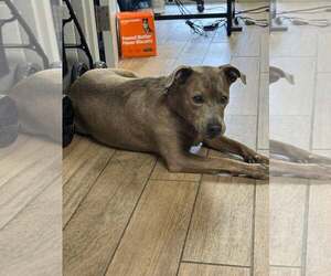 Staffordshire Bull Terrier-Unknown Mix Dogs for adoption in Rowlett, TX, USA
