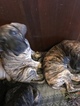 Small Photo #27 Great Dane Puppy For Sale in WEIRTON, WV, USA