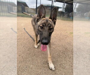 XENA - Female German Shepherd Dog Dog for Adoption - Photo #2