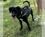 Small #9 Labrador Retriever Mix