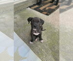 Small #1 Boxer Mix