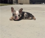 Small #5 French Bulldog